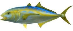 yellow jack