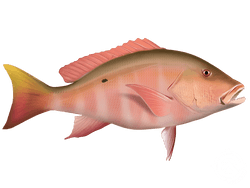 mutton snapper